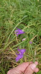 Campanula rapunculoides