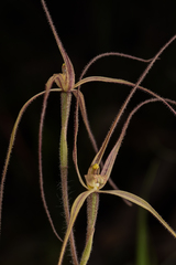 Caladenia flaccida