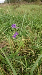 Campanula rapunculoides