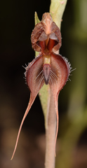 Pterostylis boormanii