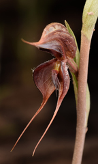 Pterostylis boormanii