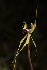 Caladenia atrovespa