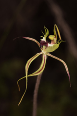 Caladenia atrovespa