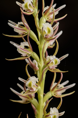 Prasophyllum beatrix