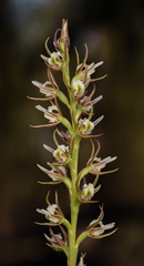 Prasophyllum beatrix