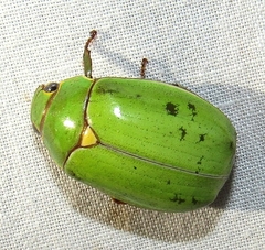 Platycoelia marginata