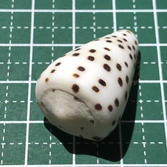 Conus eburneus