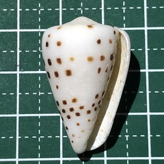 Conus eburneus