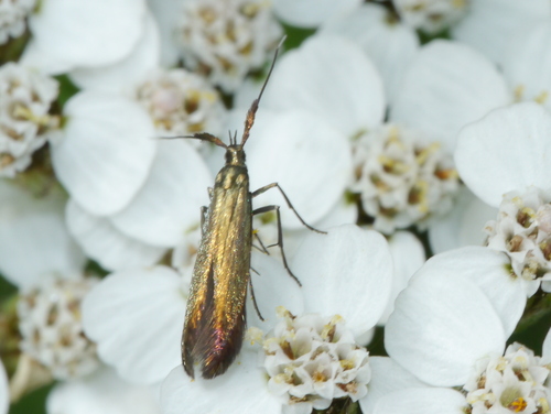 Coleophora deauratella Zeller, 1846