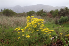Senecio subcanescens