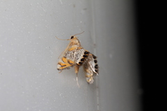 Nymphicula