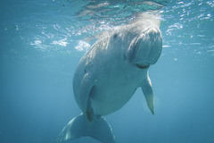 Dugong dugon