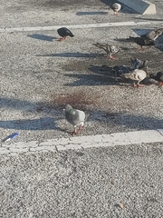 Columba livia domestica