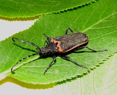 Desmocerus californicus