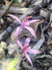 Caladenia hirta rosea