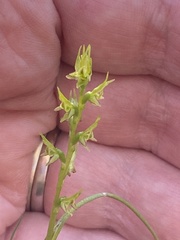 Prasophyllum gracile