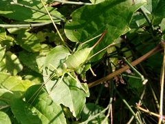 Ephippiger perforatus