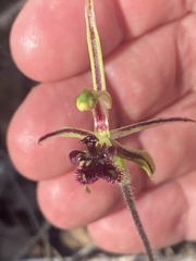 Caladenia barbarossa