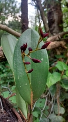 Stelis megachlamys