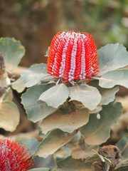 Banksia coccinea