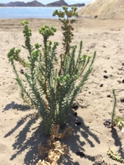 Euphorbia paralias