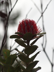 Banksia coccinea