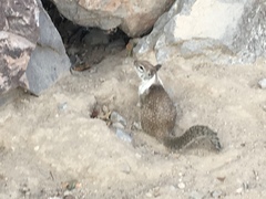 Otospermophilus beecheyi