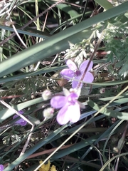 Erodium cicutarium