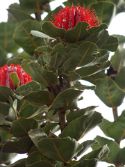 Banksia coccinea