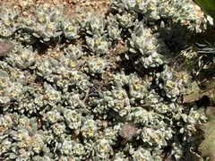Hyalochlamys globifera