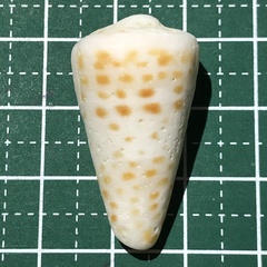 Conus litteratus