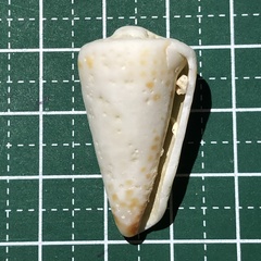Conus litteratus
