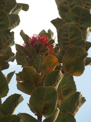 Banksia coccinea