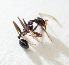 Pheidole crassinoda