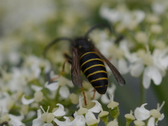Dolichovespula norvegicoides