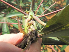 Phenacoccus manihoti