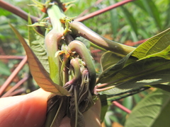 Phenacoccus manihoti