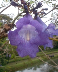 Jacaranda obtusifolia