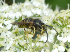 Dolichovespula norvegicoides