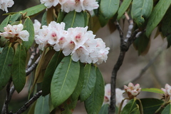 Rhododendron phaeochrysum