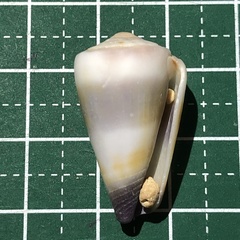 Conus muriculatus