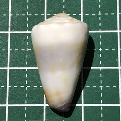 Conus muriculatus