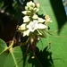 Macrolobium latifolium - Photo (c) Giovanny Stiven Castro, algunos derechos reservados (CC BY-NC), subido por Giovanny Stiven Castro