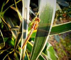 Crocothemis servilia