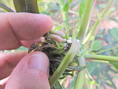 Phenacoccus manihoti