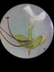 Macrolobium latifolium