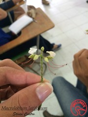 Macrolobium latifolium