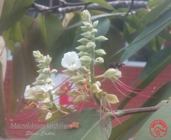 Macrolobium latifolium