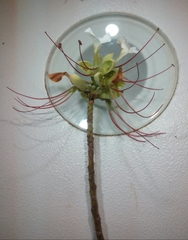 Macrolobium latifolium