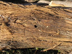 Desmocerus californicus